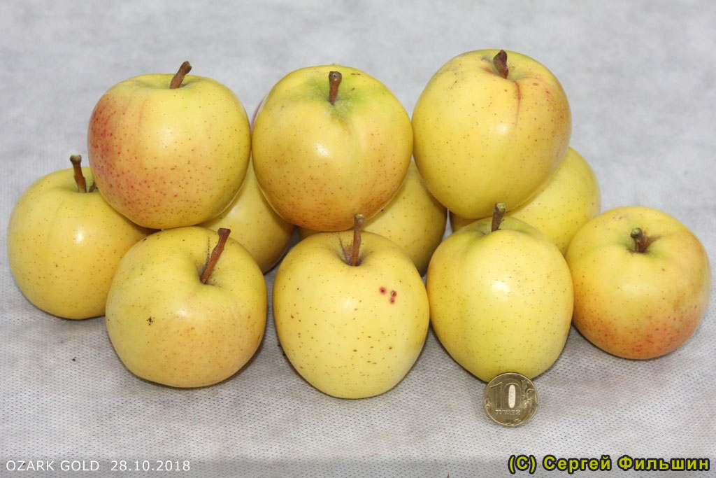 Яблоня Озарк Голд - описание сорта и фото яблок